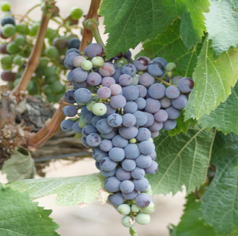 About Everyvine Systems